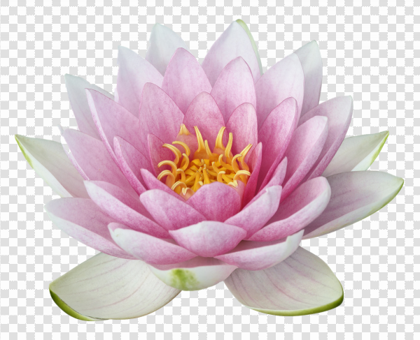 Detail Transparent Lotus Flower Nomer 21