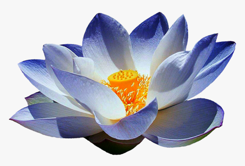 Detail Transparent Lotus Flower Nomer 35
