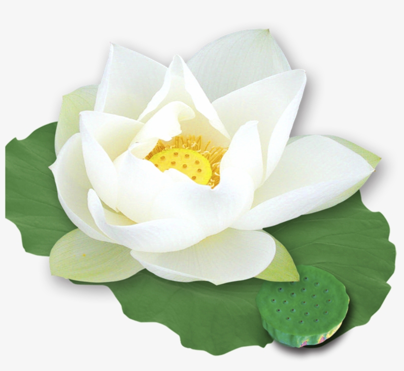 Detail Transparent Lotus Flower Nomer 43