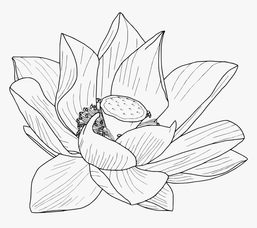 Detail Transparent Lotus Flower Nomer 44