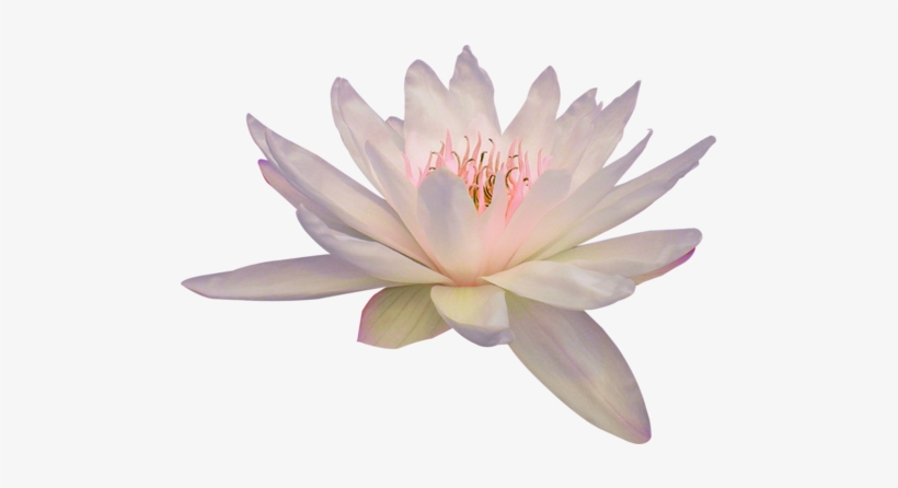Detail Transparent Lotus Flower Nomer 54