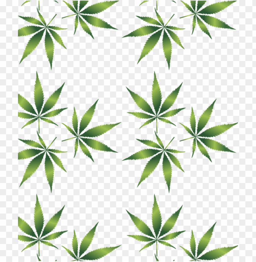 Detail Transparent Marijuana Nomer 37
