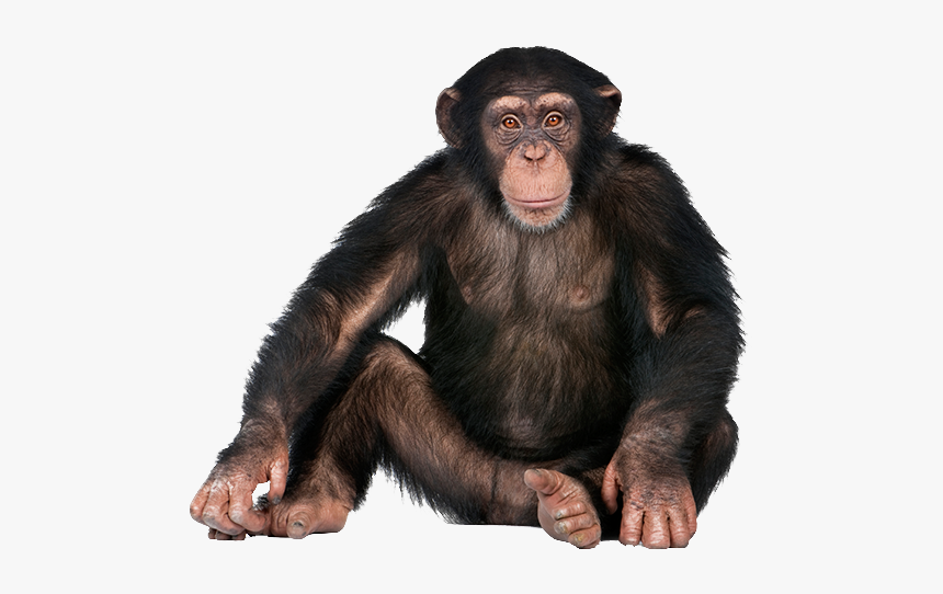 Transparent Monkey - KibrisPDR