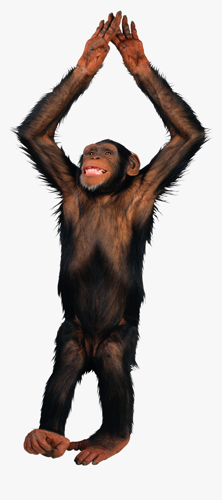Detail Transparent Monkey Nomer 2