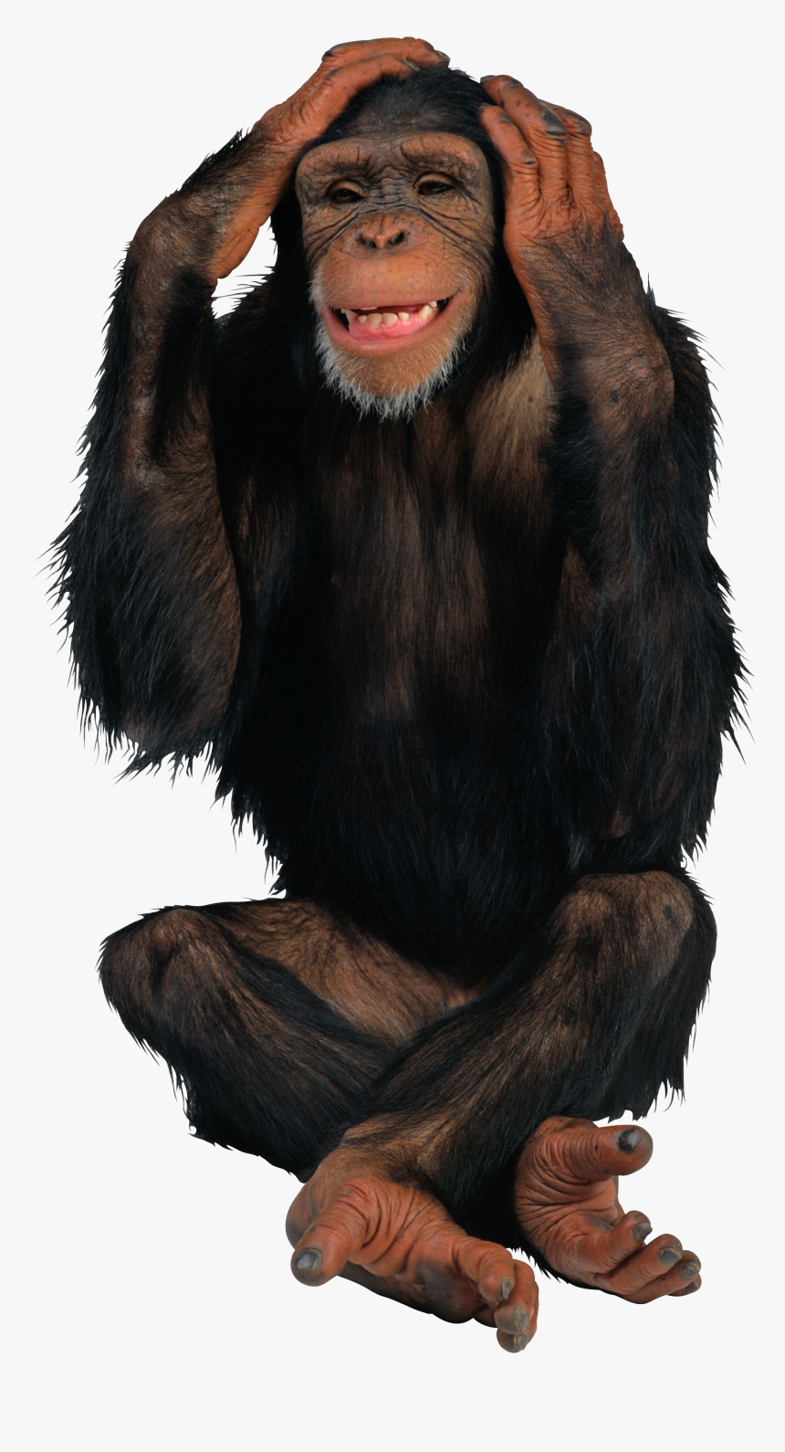 Detail Transparent Monkey Nomer 11