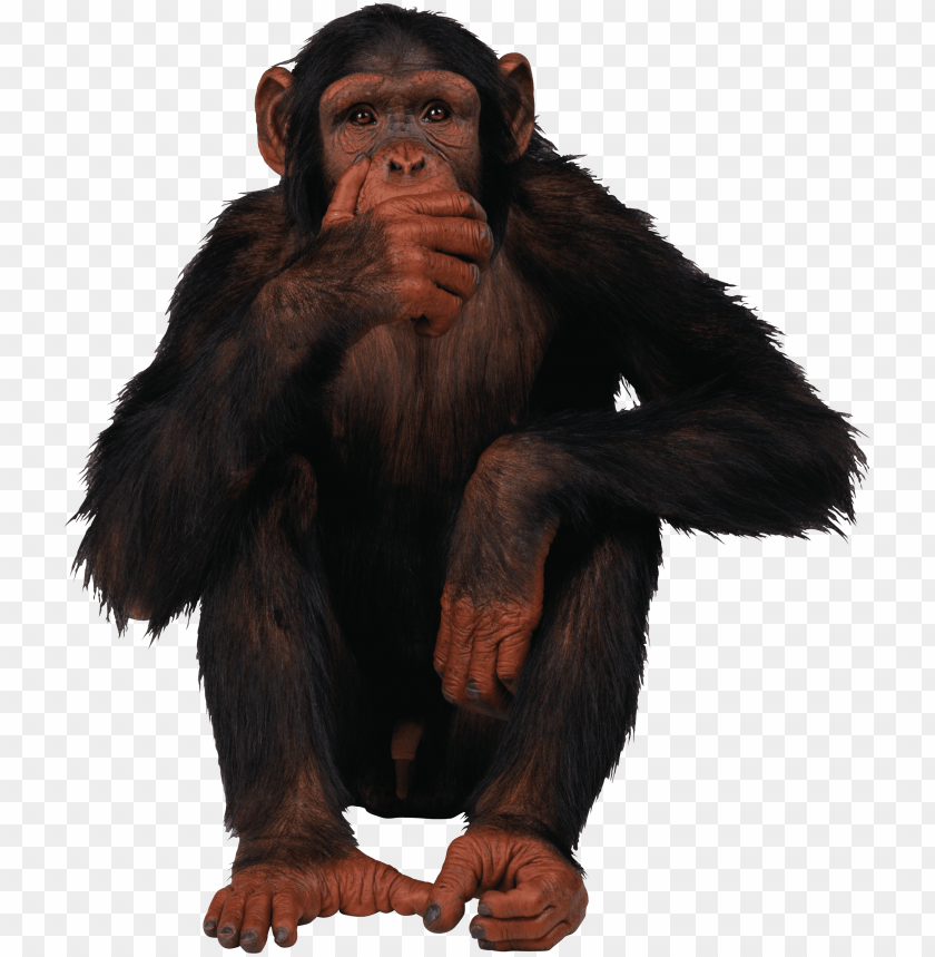 Detail Transparent Monkey Nomer 12