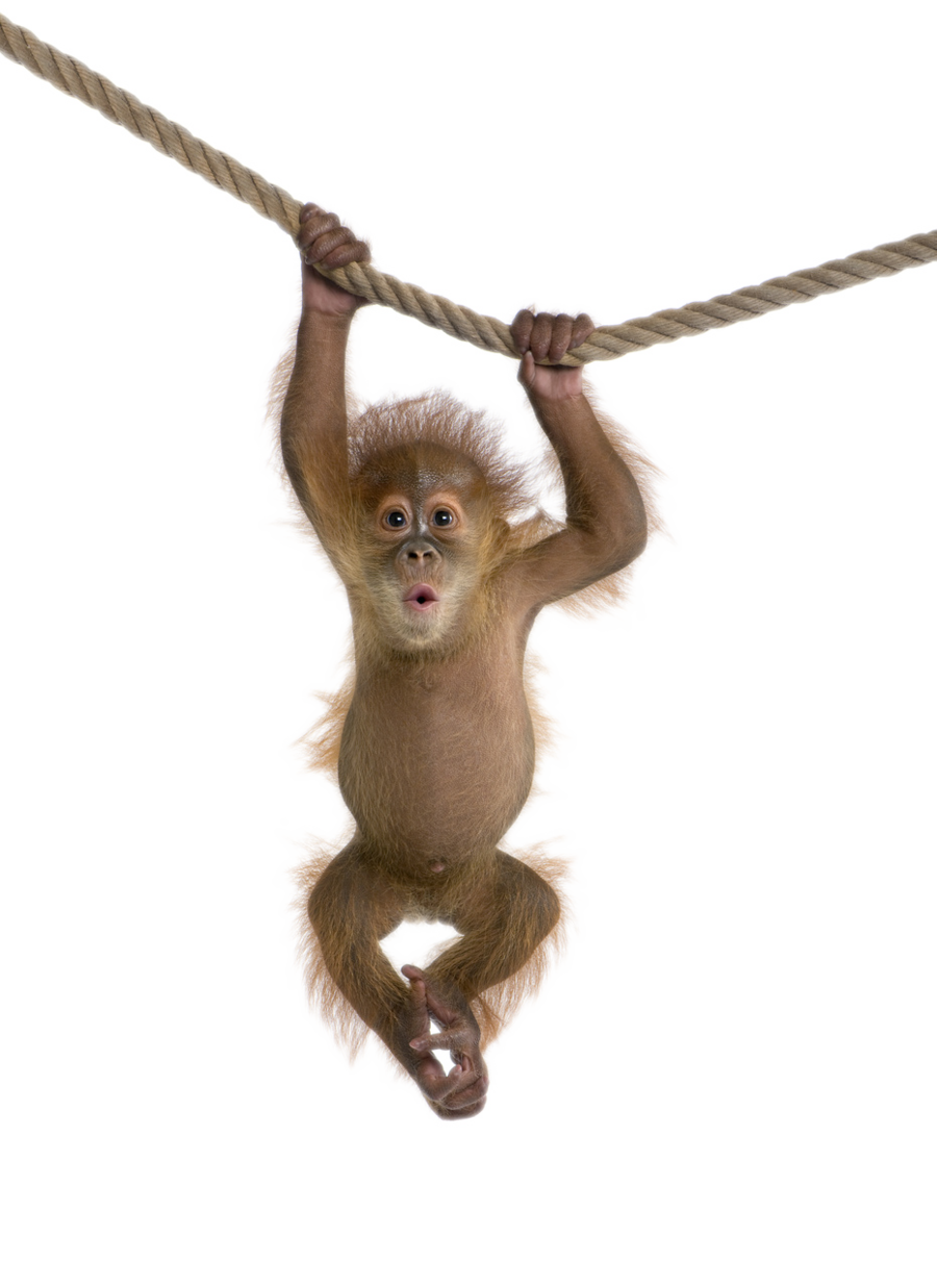 Detail Transparent Monkey Nomer 14