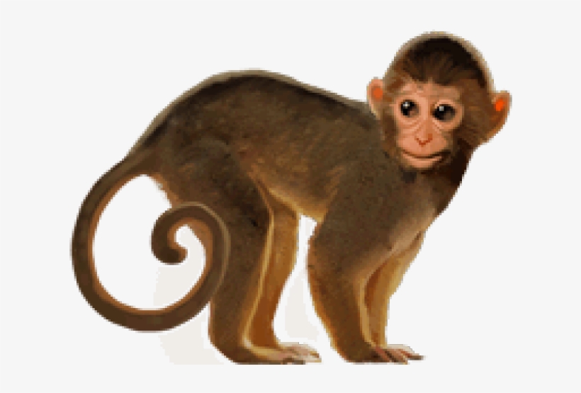 Detail Transparent Monkey Nomer 17