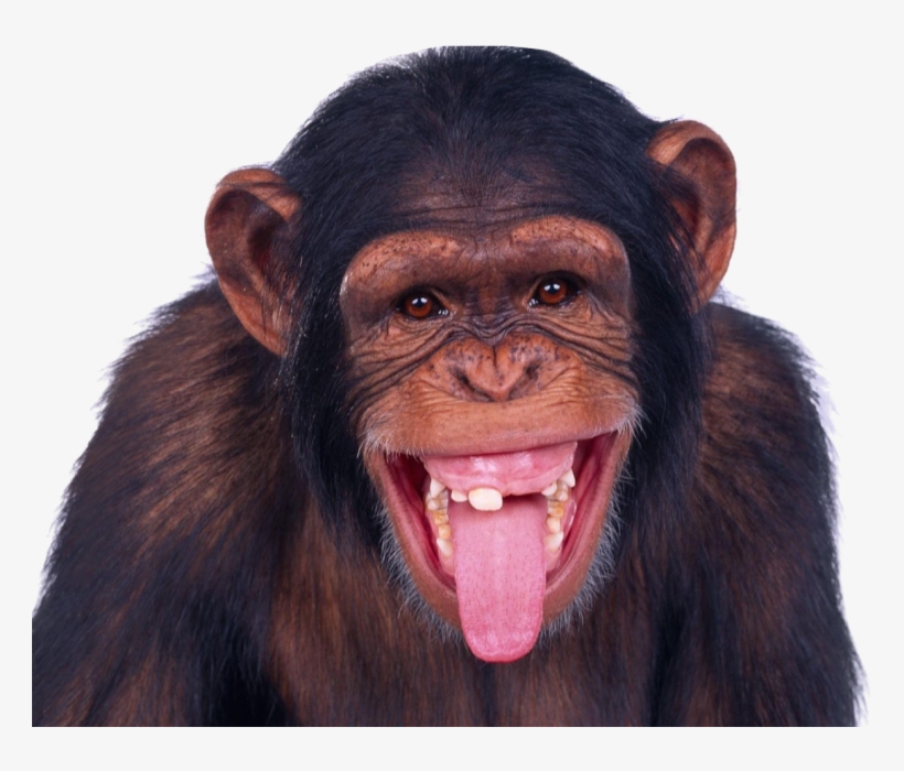 Detail Transparent Monkey Nomer 4