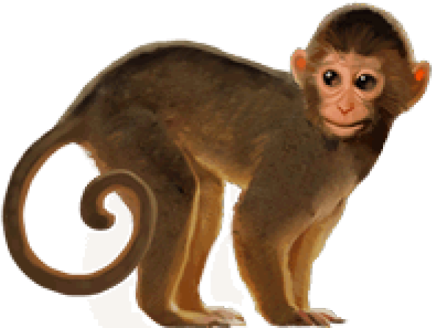 Detail Transparent Monkey Nomer 38