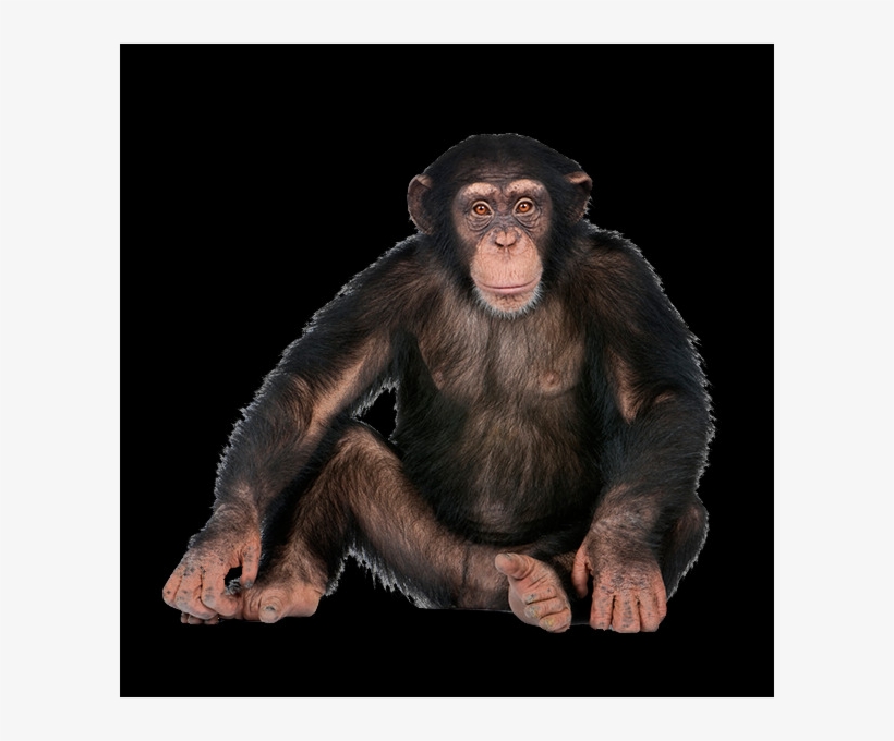 Detail Transparent Monkey Nomer 42