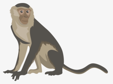 Detail Transparent Monkey Nomer 48