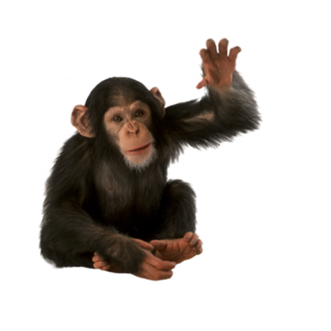 Detail Transparent Monkey Nomer 7