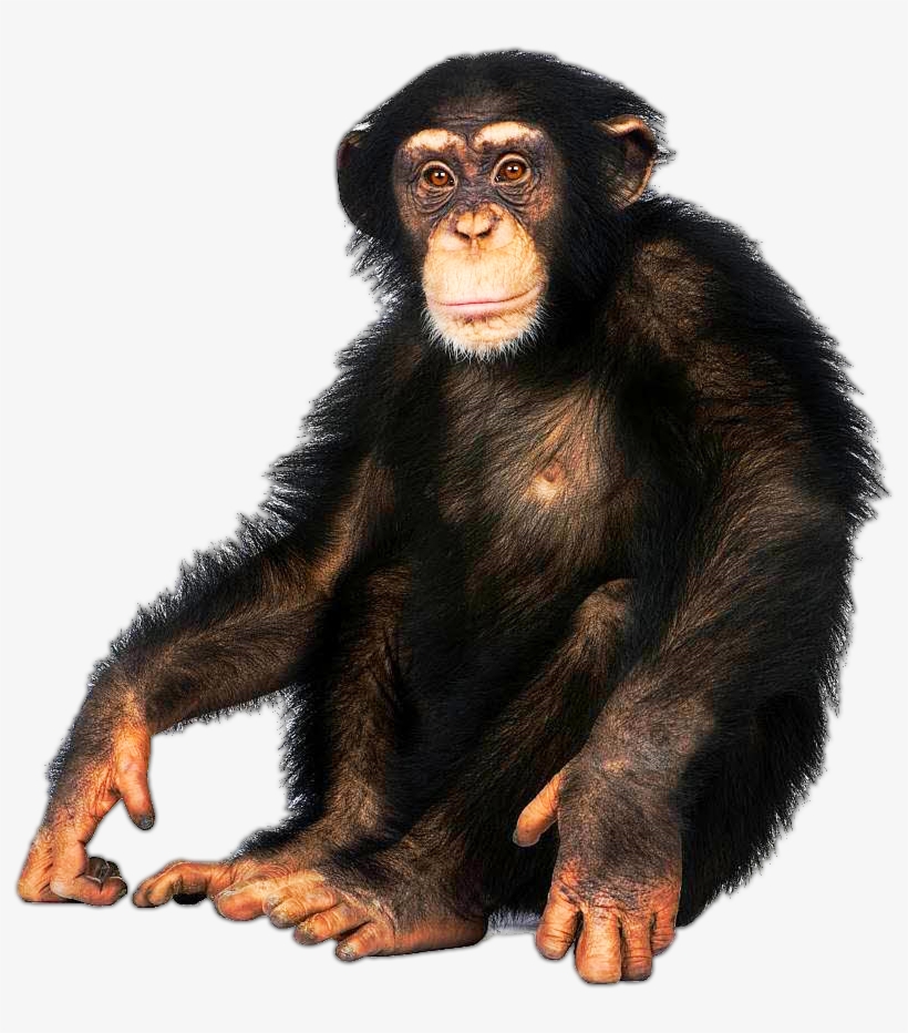 Detail Transparent Monkey Nomer 8