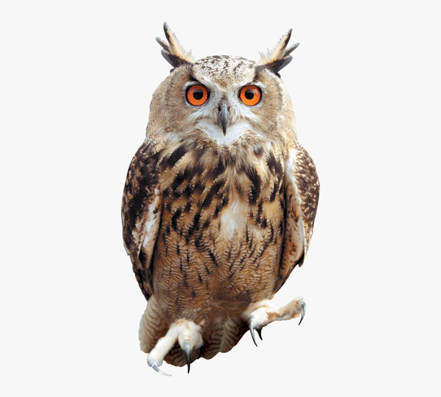 Detail Transparent Owl Nomer 2