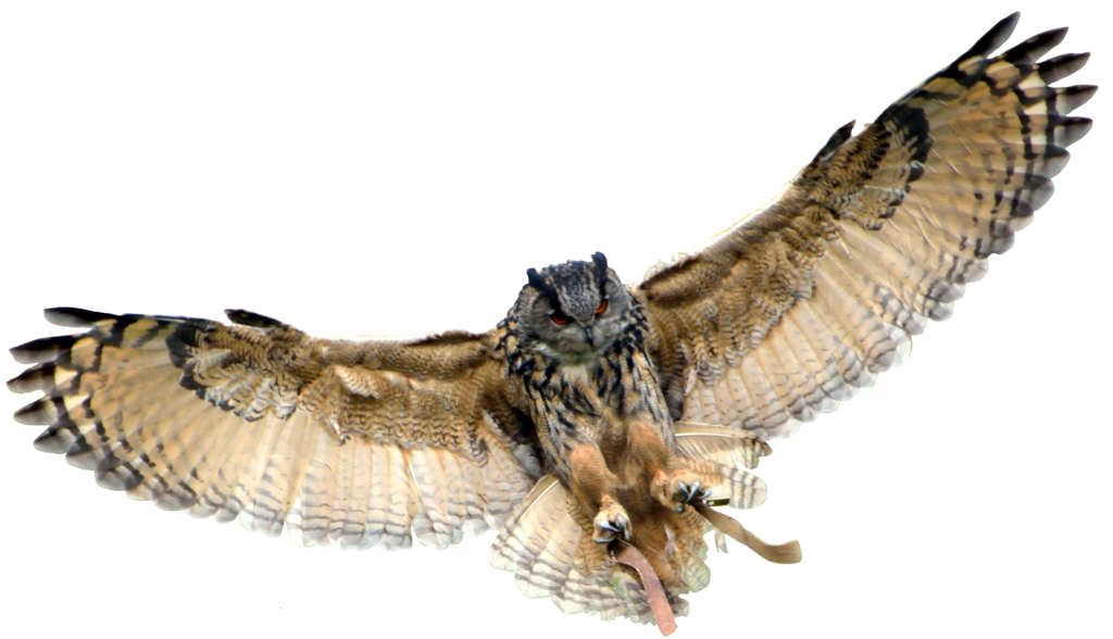 Detail Transparent Owl Nomer 12