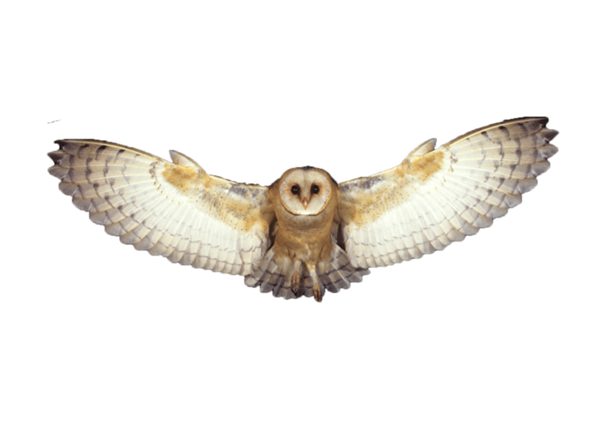 Detail Transparent Owl Nomer 19