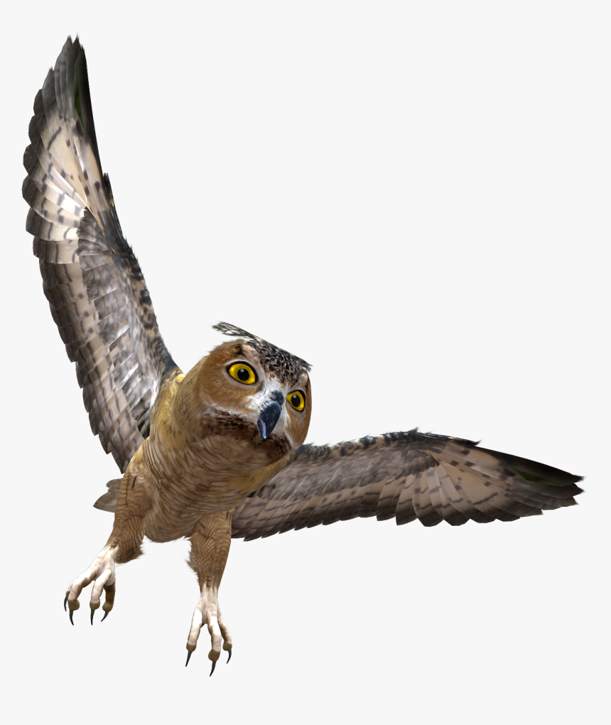 Detail Transparent Owl Nomer 30