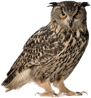 Detail Transparent Owl Nomer 5