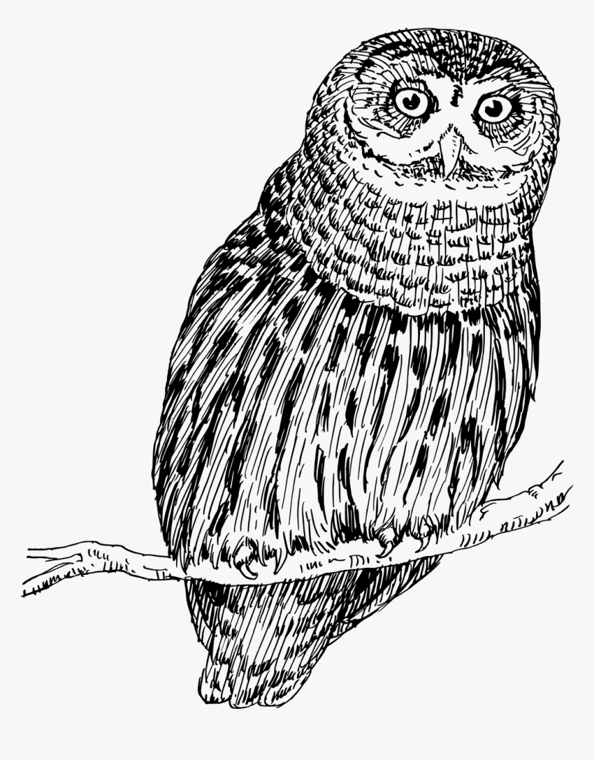 Detail Transparent Owl Nomer 33