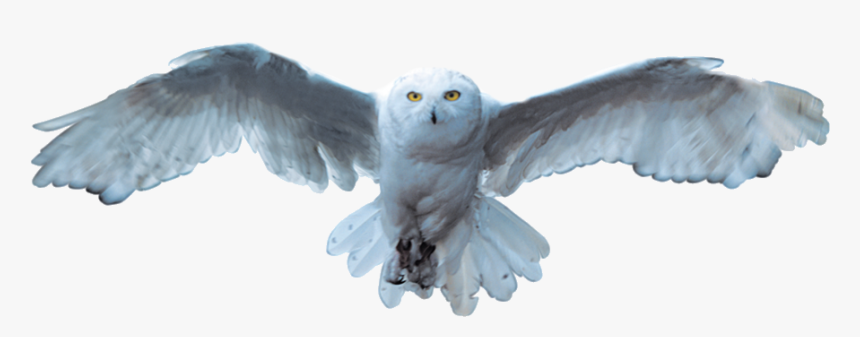 Detail Transparent Owl Nomer 34