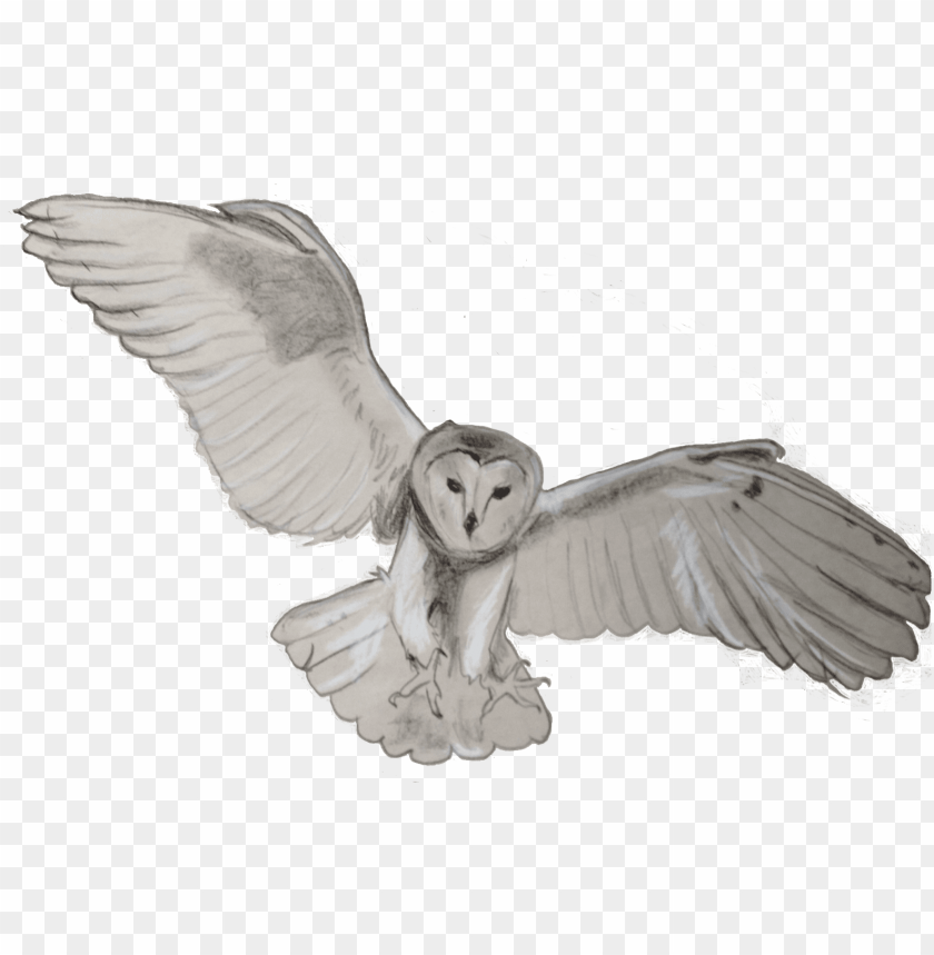 Detail Transparent Owl Nomer 35