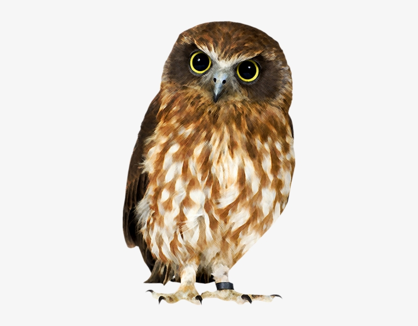 Detail Transparent Owl Nomer 45