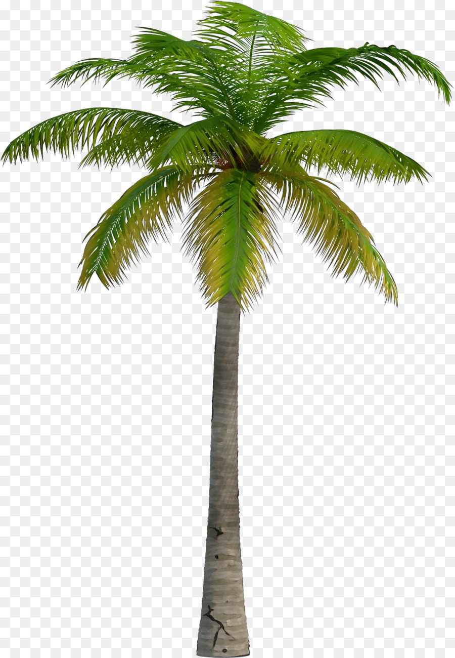 Detail Transparent Palm Tree Nomer 18