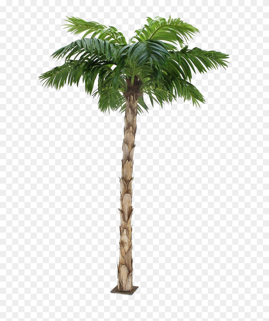 Detail Transparent Palm Tree Nomer 25