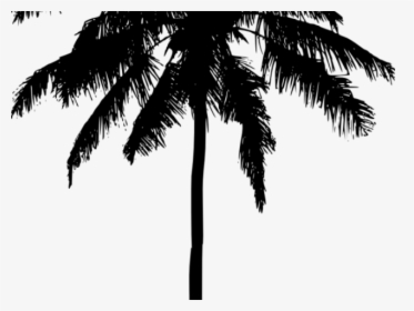 Detail Transparent Palm Tree Silhouette Png Nomer 29