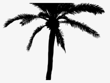 Detail Transparent Palm Tree Silhouette Png Nomer 34