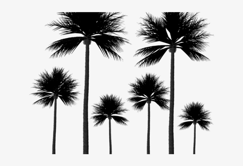 Detail Transparent Palm Tree Silhouette Png Nomer 42