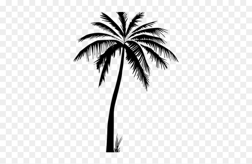 Detail Transparent Palm Tree Silhouette Png Nomer 43