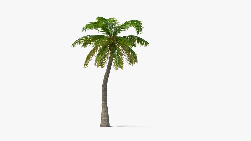 Detail Transparent Palm Trees Nomer 34