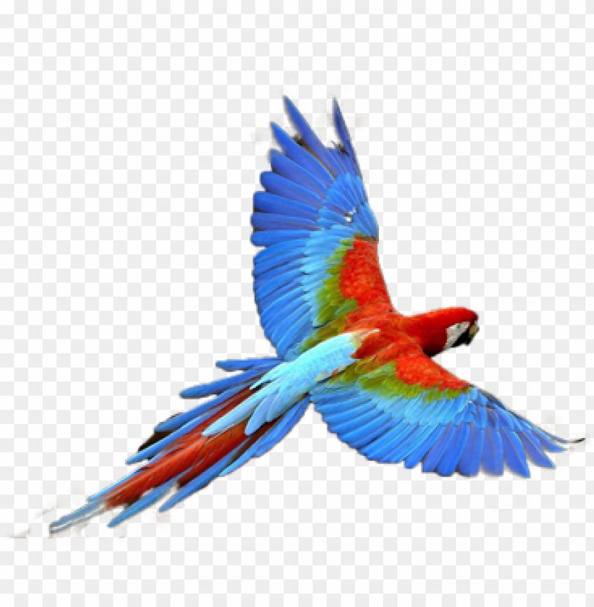 Transparent Parrot - KibrisPDR
