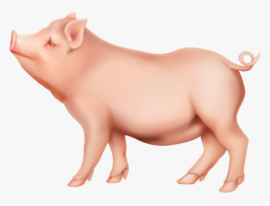 Detail Transparent Pig Nomer 2