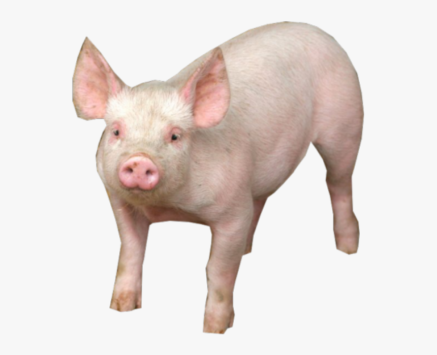 Detail Transparent Pig Nomer 3