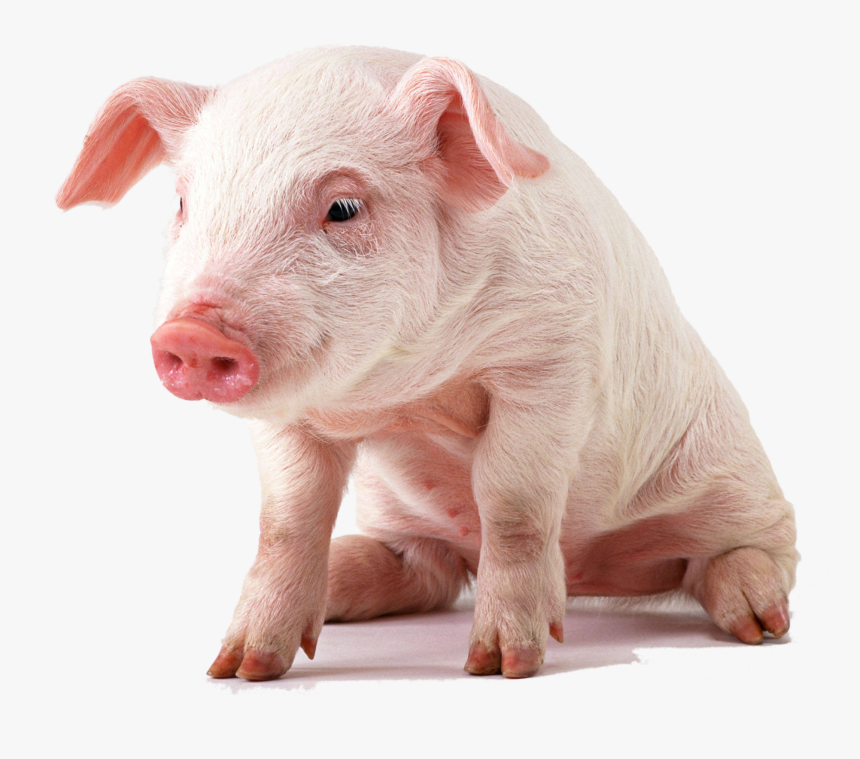 Detail Transparent Pig Nomer 4