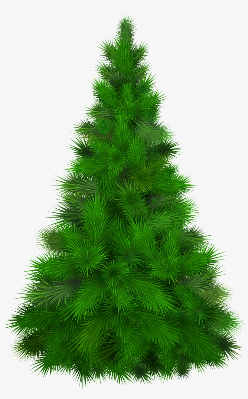 Detail Transparent Pine Tree Clipart Nomer 24