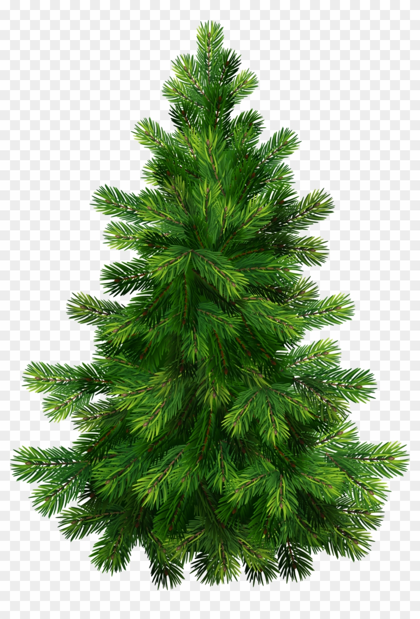 Detail Transparent Pine Tree Clipart Nomer 35