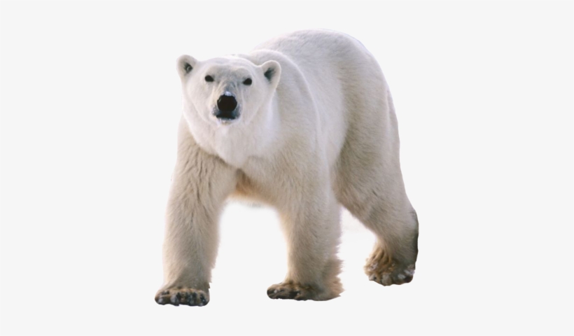 Detail Transparent Polar Bear Nomer 10