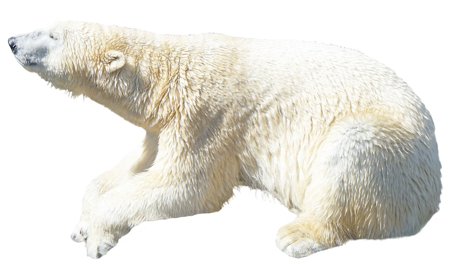Detail Transparent Polar Bear Nomer 11