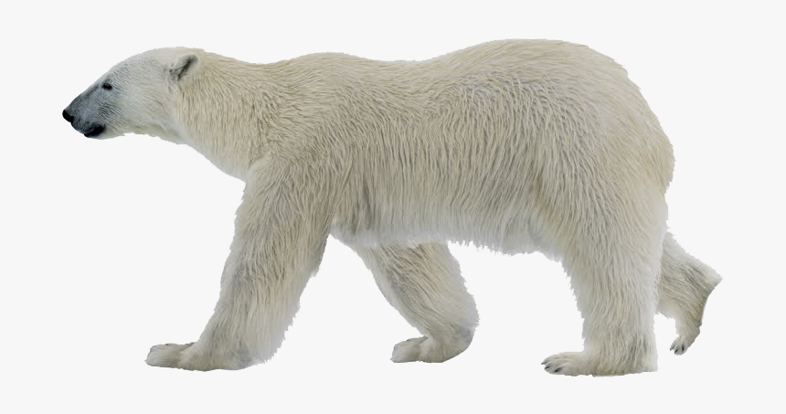 Detail Transparent Polar Bear Nomer 12
