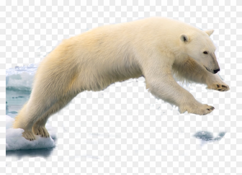 Detail Transparent Polar Bear Nomer 14