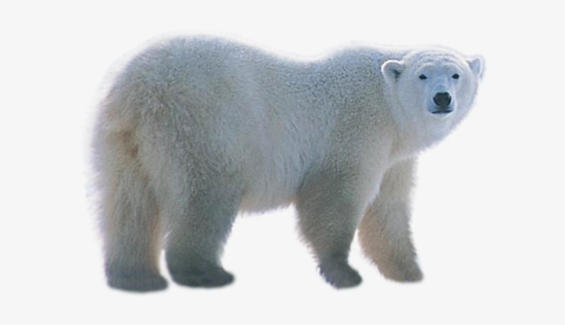Detail Transparent Polar Bear Nomer 16