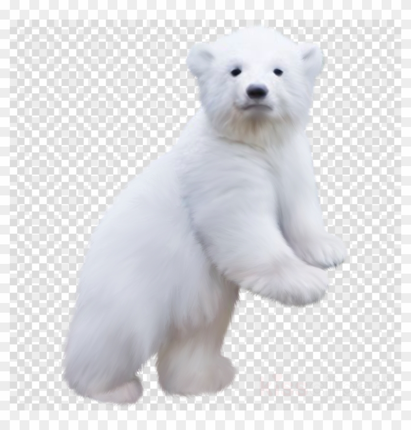 Detail Transparent Polar Bear Nomer 23
