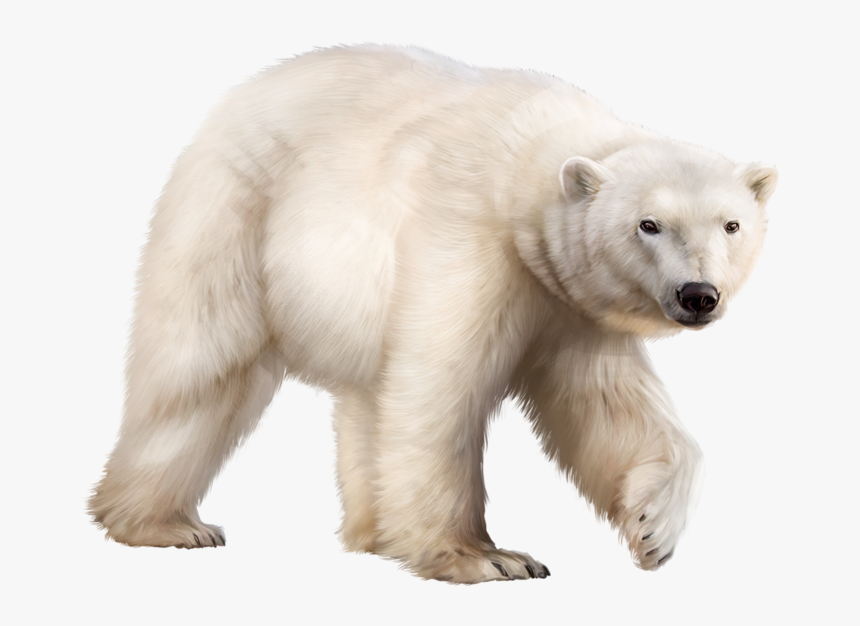 Detail Transparent Polar Bear Nomer 3