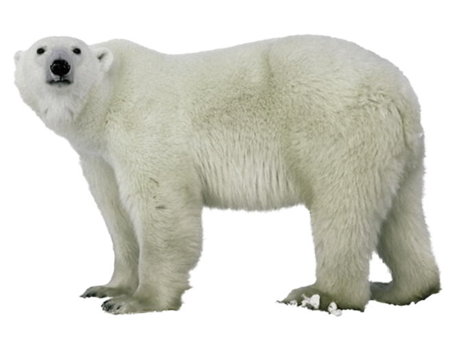 Detail Transparent Polar Bear Nomer 34