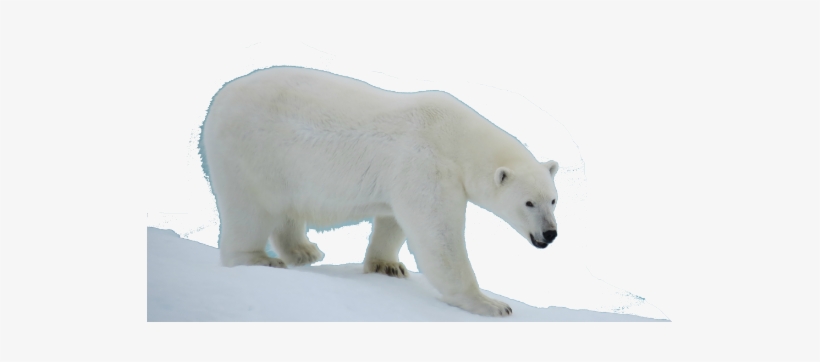 Detail Transparent Polar Bear Nomer 6
