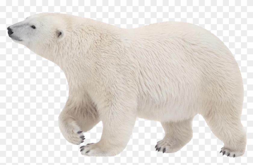 Detail Transparent Polar Bear Nomer 8